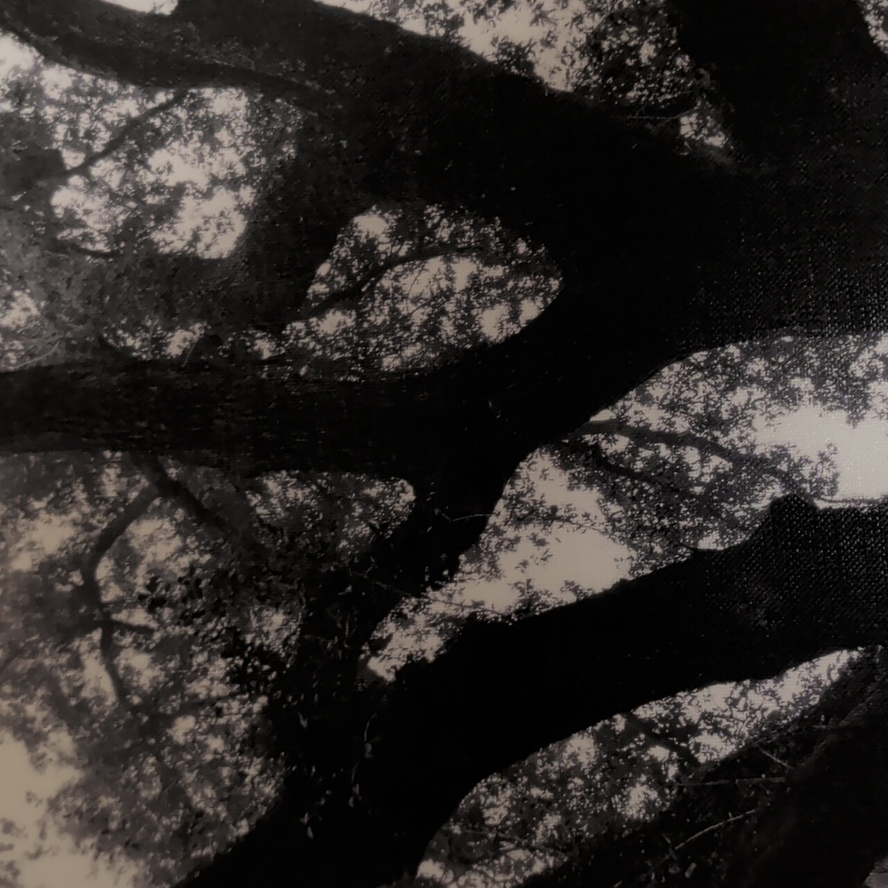 Tree of Life Black & White Photo 23.5 By 23.5 Stretched Canvas Art - Picture 6 of 10